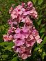 Phlox Paris_2